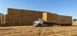 600mt Barley Straw 550kg 8x4x3 Bales ex farm