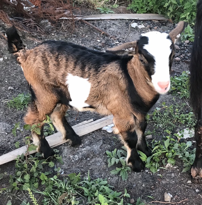 Miniature Goat Buckling 