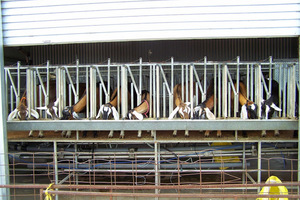 Goat/sheep milking machine 20 stand