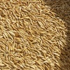 Oat seed (Hay) 5 ton roughly
