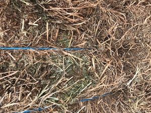 400m/t New Season Vetch Hay Off the Baler