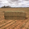 160mt Vetch Hay 650kg 8x4x3 HD Bales (New Season) 