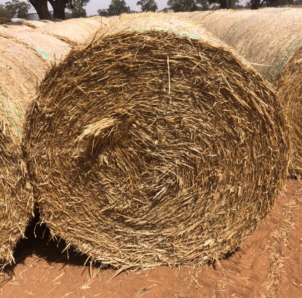 Wheaten Straw Round Rolls