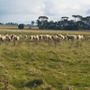 690 Merino Wethers