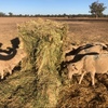 Barley Hay $220 tonne ex SA