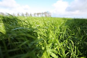 Ascend Annual Ryegrass