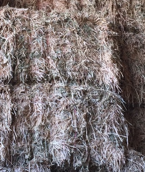 Oaten Hay,Good Colour, Shedded, 8x4x3 (approx. 640kg bale weight)