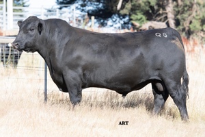 Adamluca Angus Bull Sale 26th Feb 2021