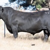 Adamluca Angus Bull Sale 26th Feb 2021