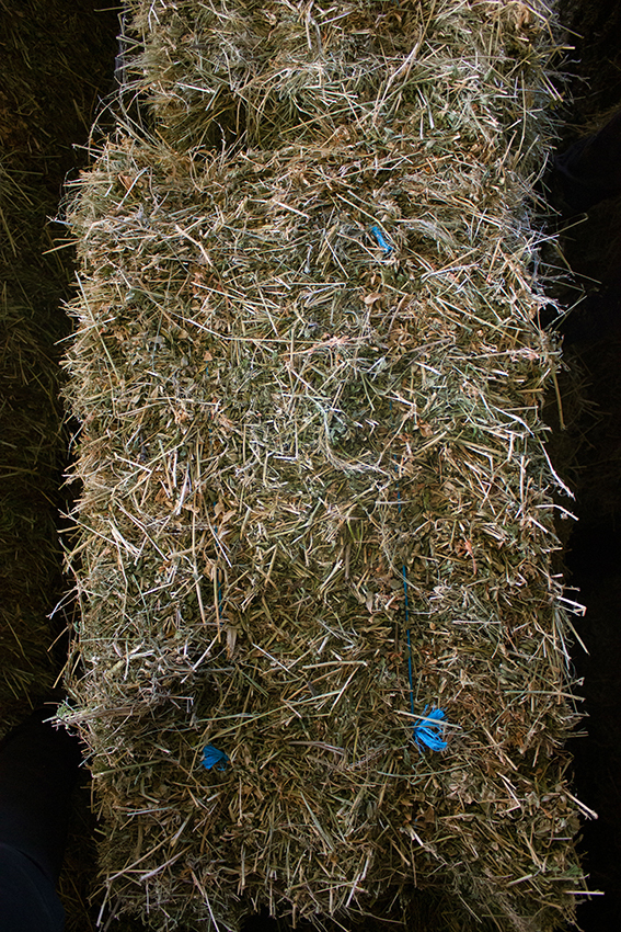 Lucerne / Teff Grass Small Square Bales