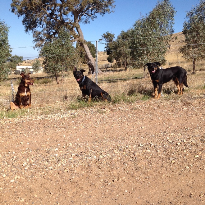1 Kelpie Bitch works both Sheep and Cattle