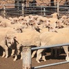 305 x Merino Ewes 4 year olds