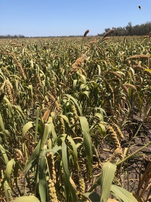 Millet Hay (Panorama) 3000 Bales Approx