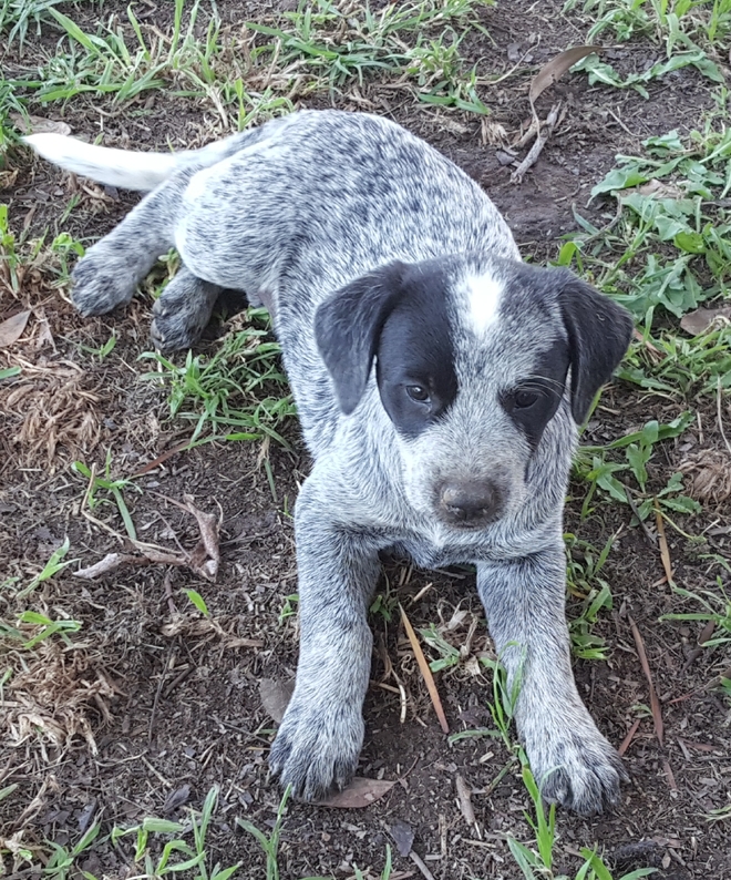 BLUE HEELER X GERMAN SHORTHAIR POINTER PUPS