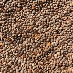 Lentils