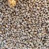 Graded wedgetail wheat seed (dual purpose) 