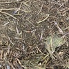 Vetch Hay 8x4x3 Paddock Stacked Sold with No Tops!