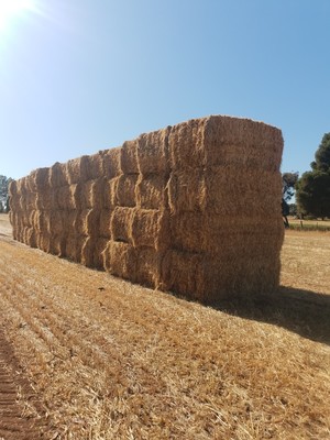 Swan Oaten hay New season