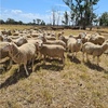 160 Prime line Maternal Ewes 18-19 months old