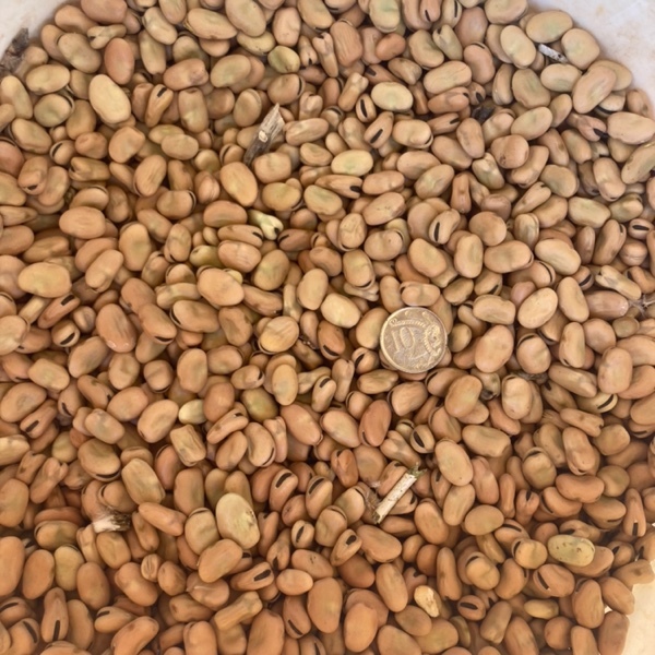 Faba Beans 250 MT