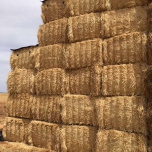  Barley Header Tailings 