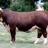 YavenVale Poll Hereford Bull Sale 17th of Feb 2021