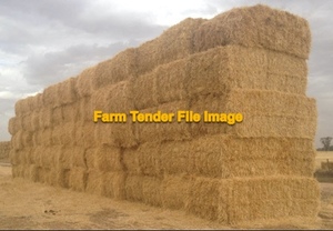 2000 x Barley Straw 550kg 8x4x3 Bales
