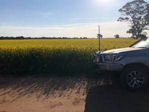 Canola Hay 8x4x3