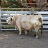 White Galloway Bull. Sire of prize winning progeny