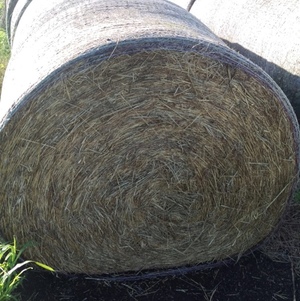 Ryegrass Hay