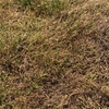 Rye/Sub clover hay
