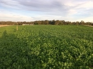 Small Squares Lucerne Hay
