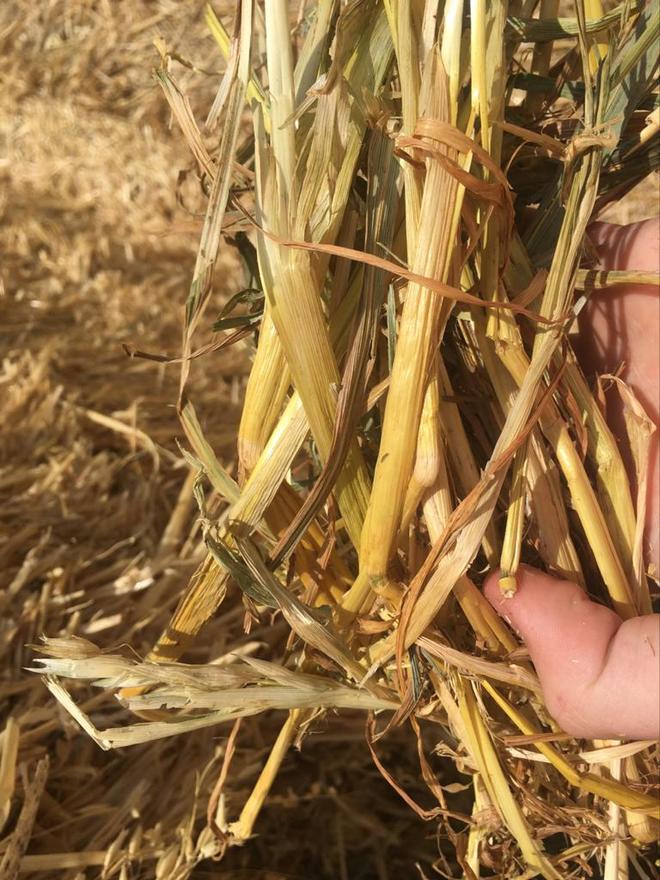 750m/t Oaten Hay 8x4x3 