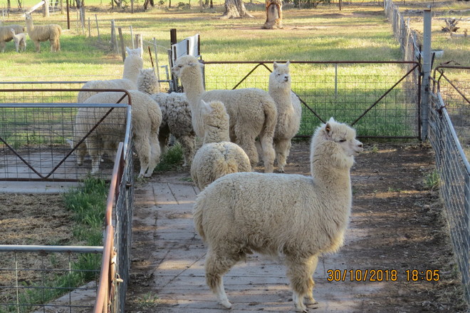 Alpacas