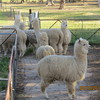 Alpacas