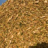 Silage - fine chopped maize and sorghum available mid February 2020.  