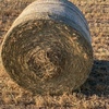 Wheat and Barley Hay