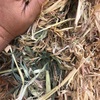Oaten Hay  500 Bales
