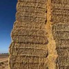 200mt Cereal Straw 450 Kgs 8x4x3 Bales Header Trailed