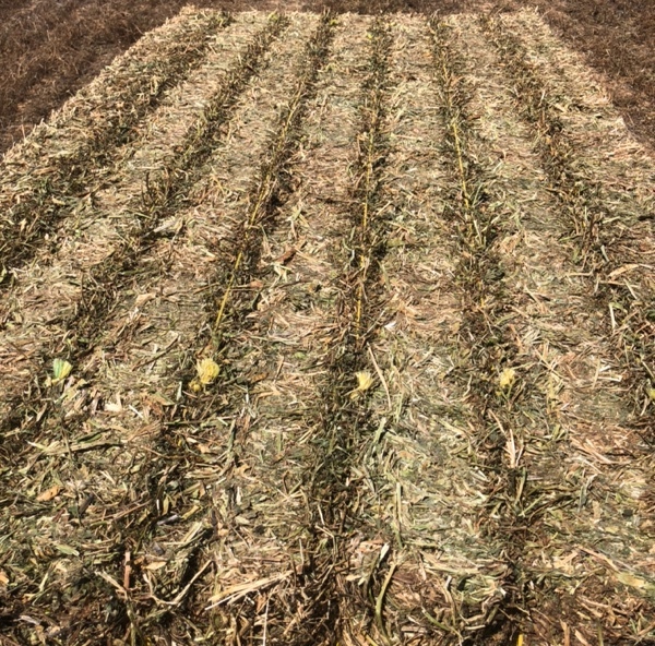 Vetch Hay 8x4x3 Bales