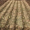 Vetch Hay 8x4x3 Bales