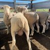 2020 White Suffolk X Poll Dorset Rams