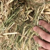 1000mt Barley Hay 650kg 8x4x3 Bales (New Season)