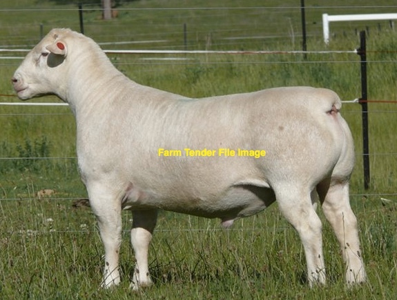 4 x Dorper Ram Lambs For Sale - Full Shedders and Pure Bred