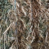 70mt Canola Hay 700kg 8x4x3 Bales