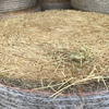 Oaten or Wheaten Hay 500kg 5x4 Rolls