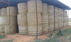 261 x Lucerne & Rye Grass 440kg 5x4 Round Bales 