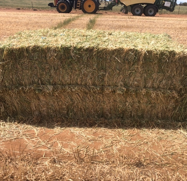 Barley Hay 8x4x3 Bales pressed ready to go