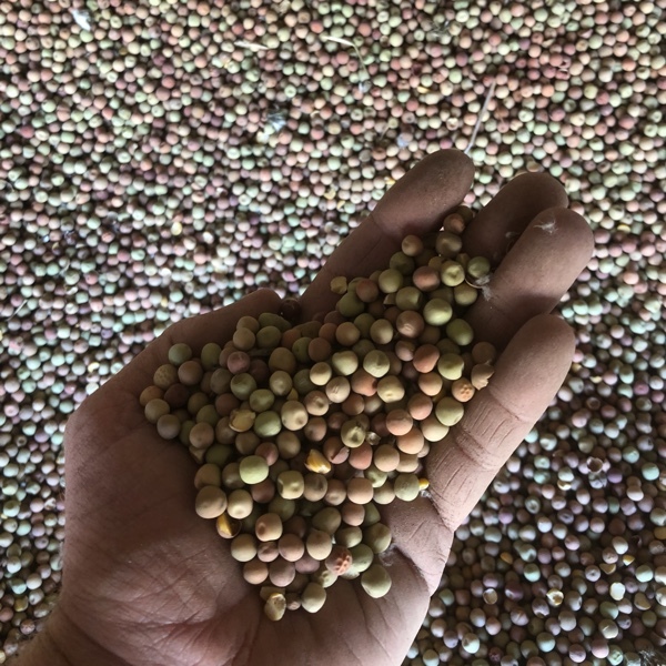 Field Peas