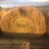 vetch hay in round rolls 